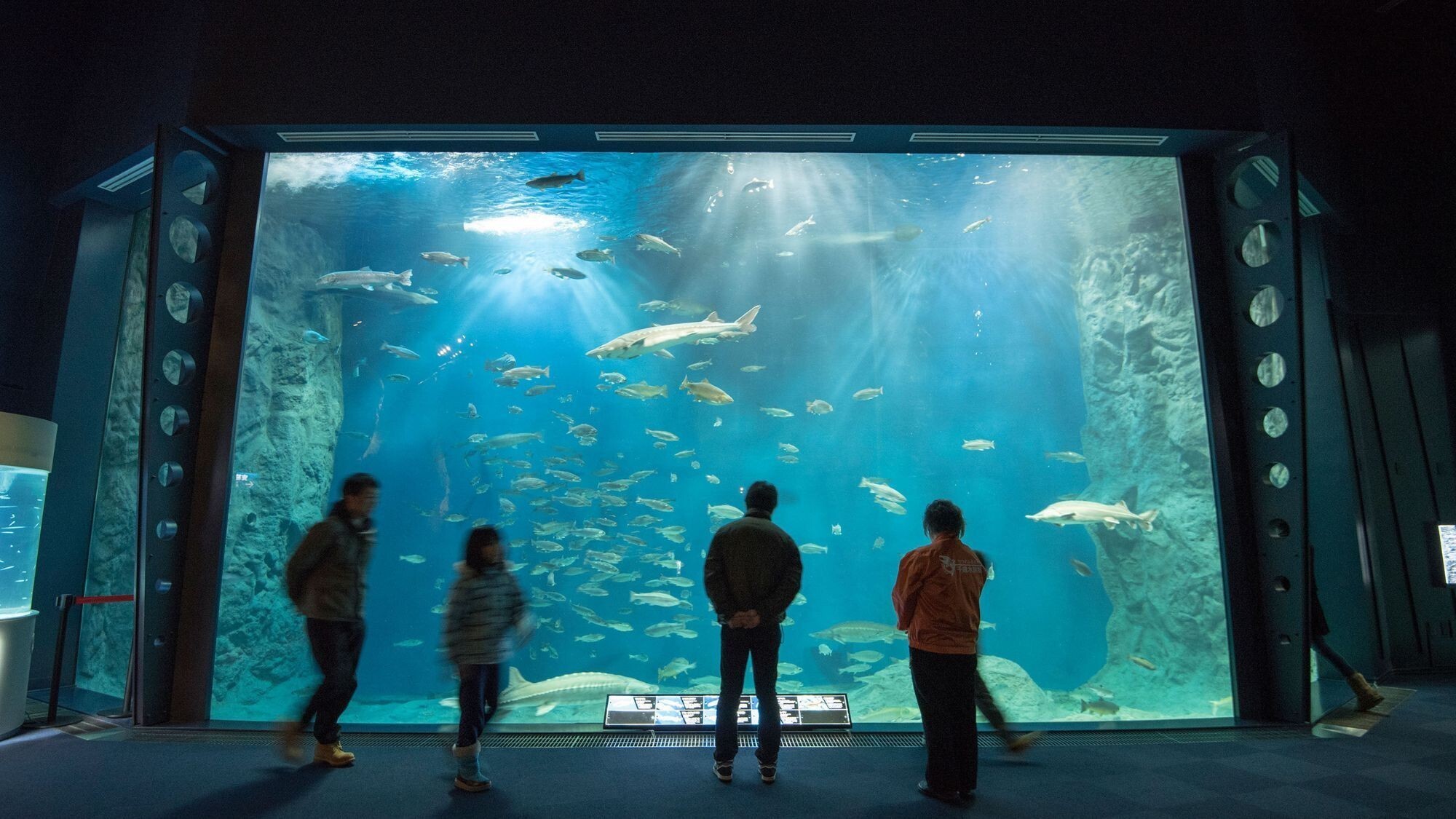 【観光画像】サケのふるさと千歳水族館