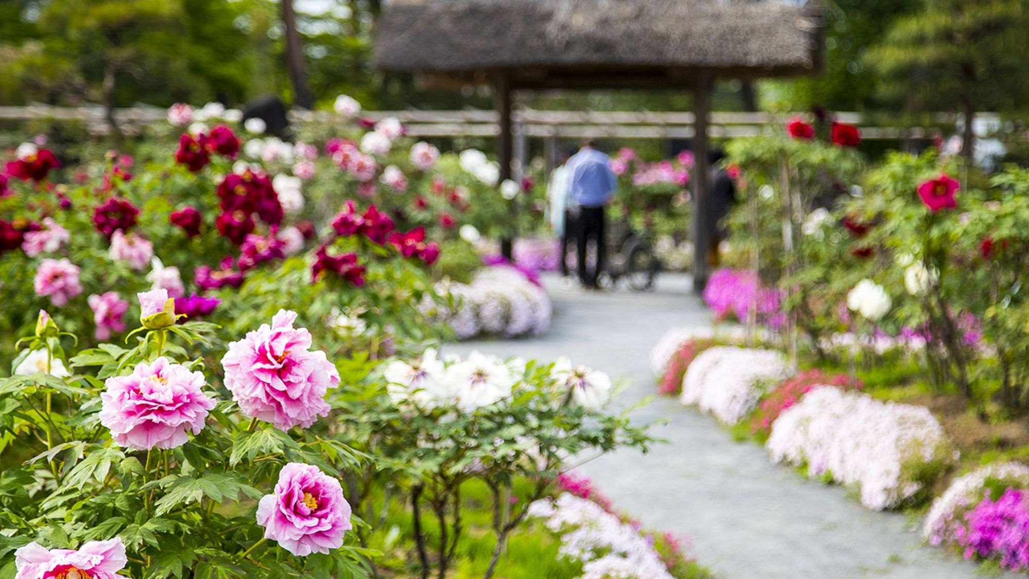 須賀川牡丹園