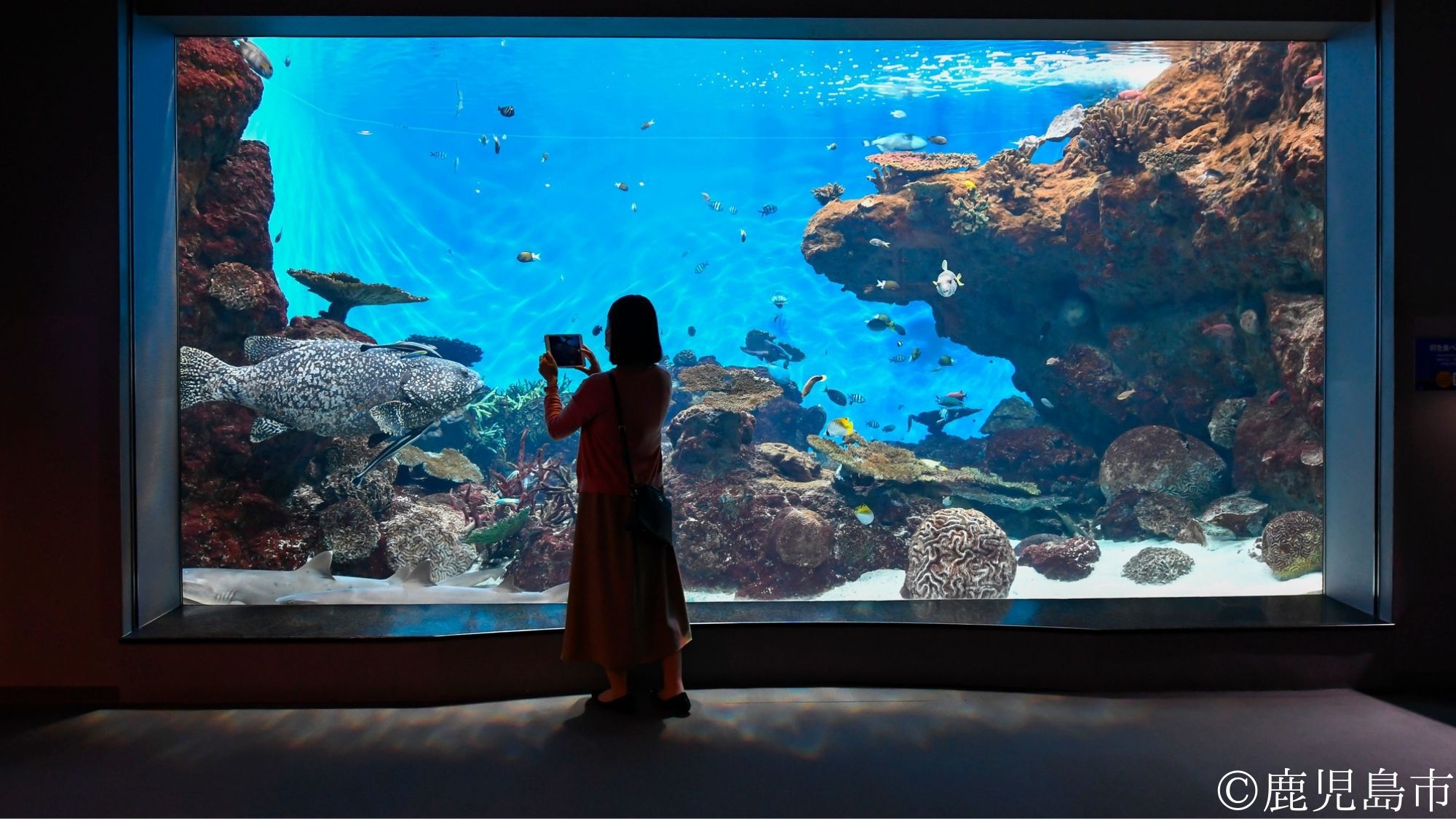 【観光画像】いおワールドかごしま水族館