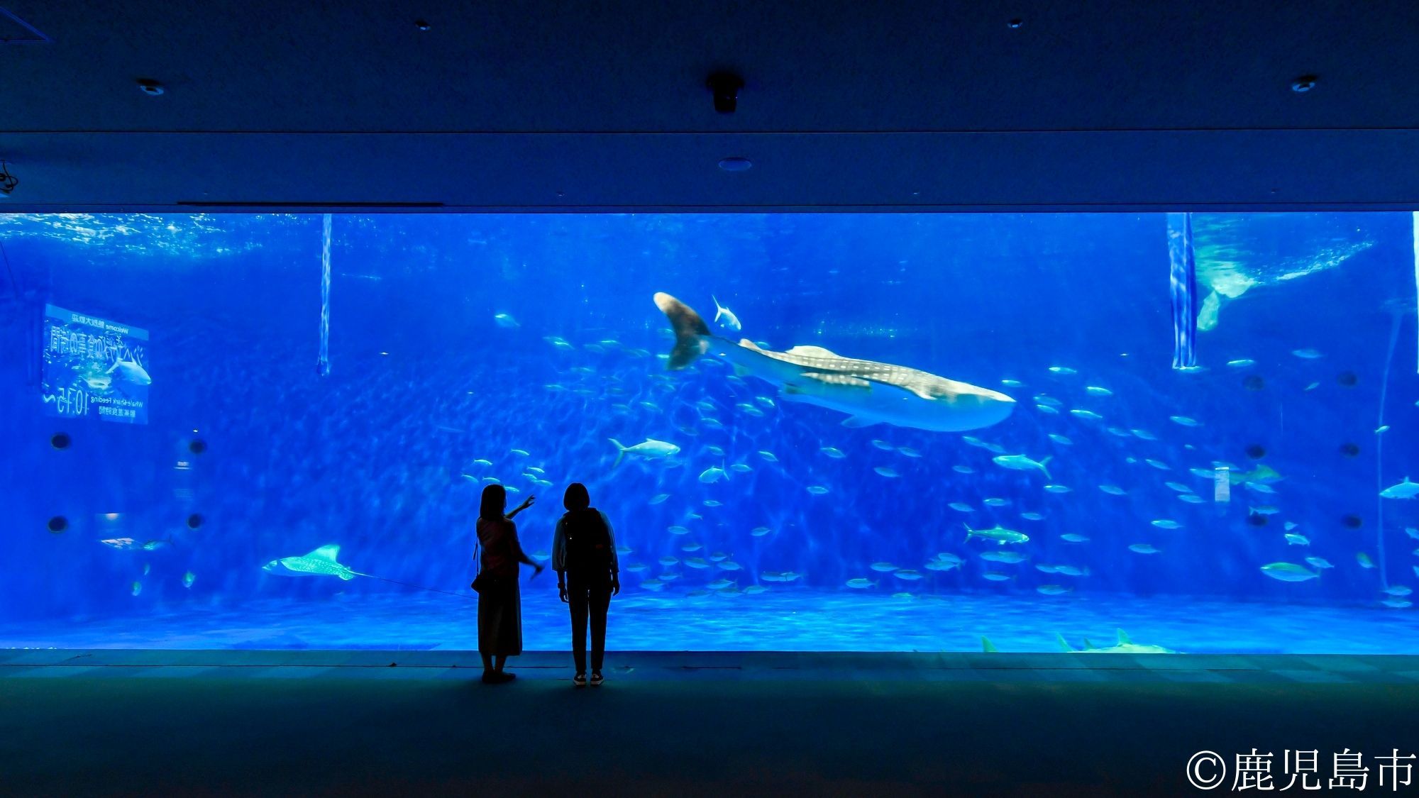 【観光画像】いおワールドかごしま水族館