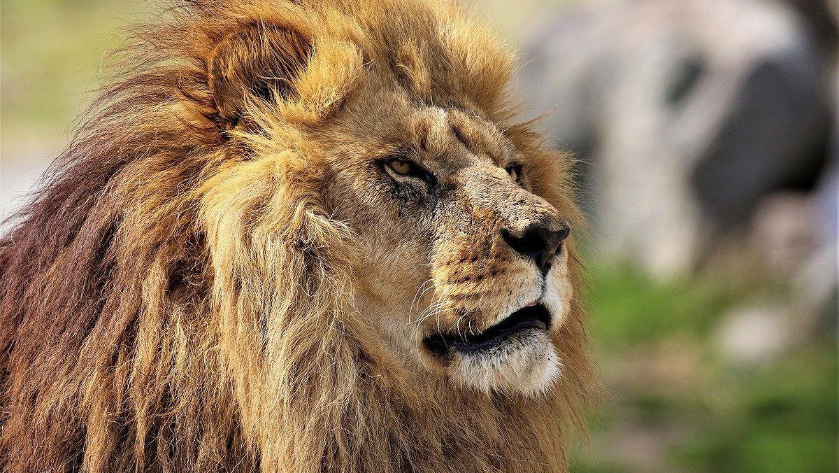 九州アフリカンサファリ百獣の王「ライオン」も身近に見ることができます