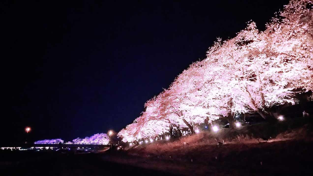 足羽川桜並木