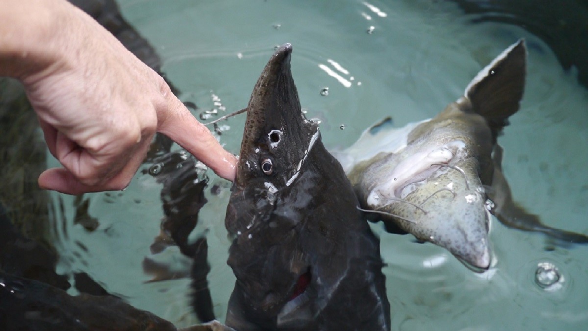 標津サーモン科学館チョウザメの指パク体験
