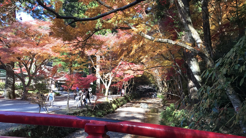 観光：小國神社紅葉