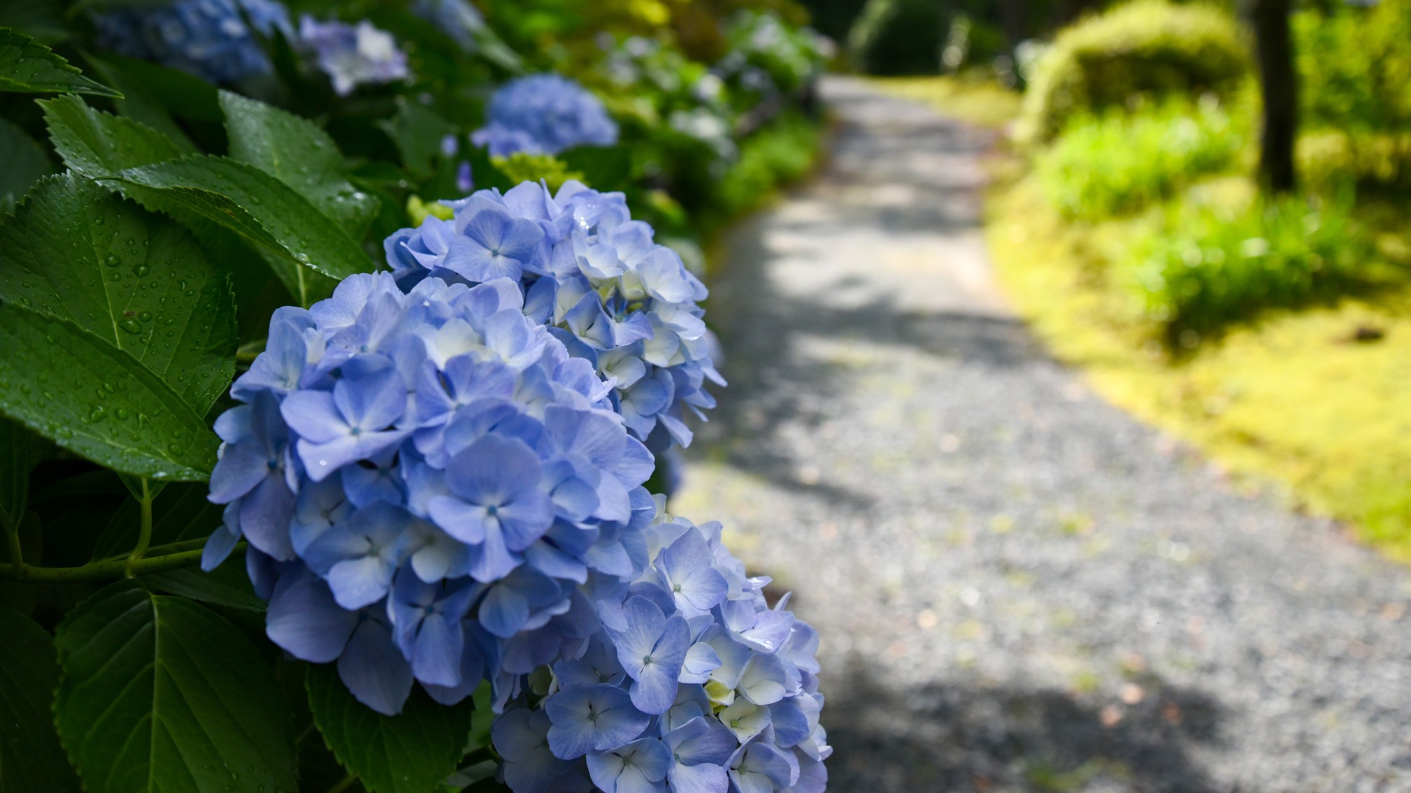 アジサイ初夏の庭園