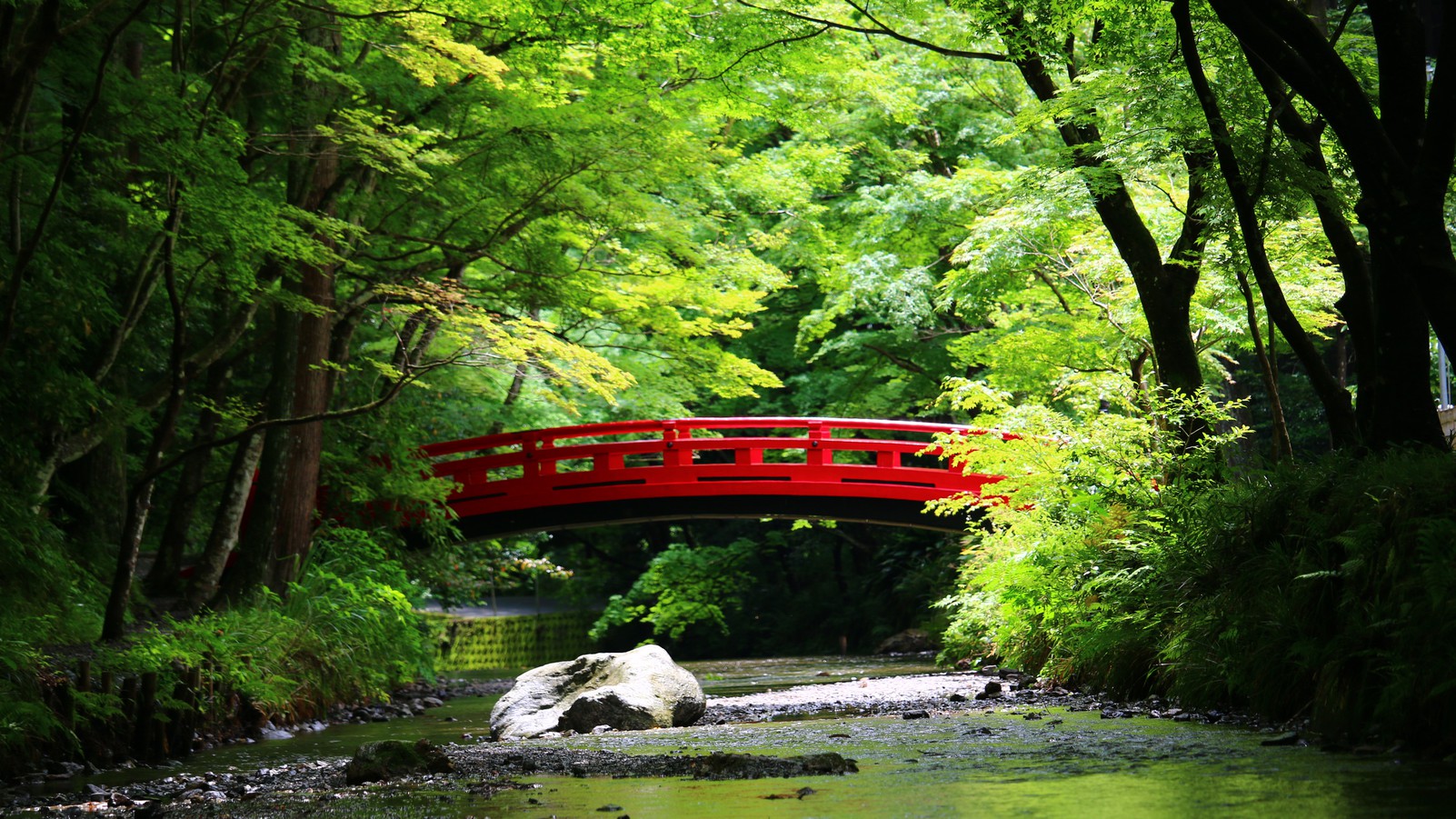 小國神社青葉もみじ