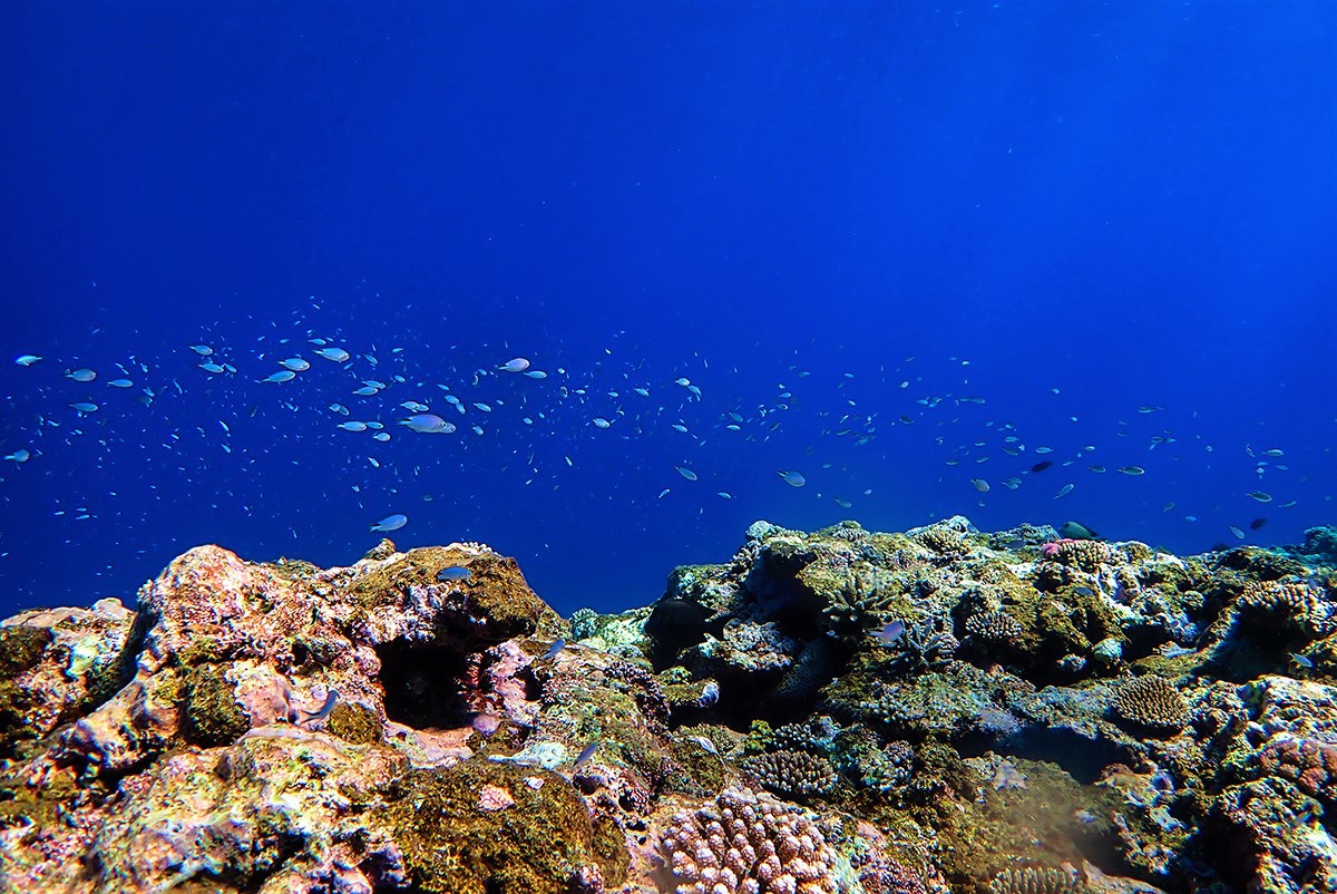 伊良部島の海中サンゴ