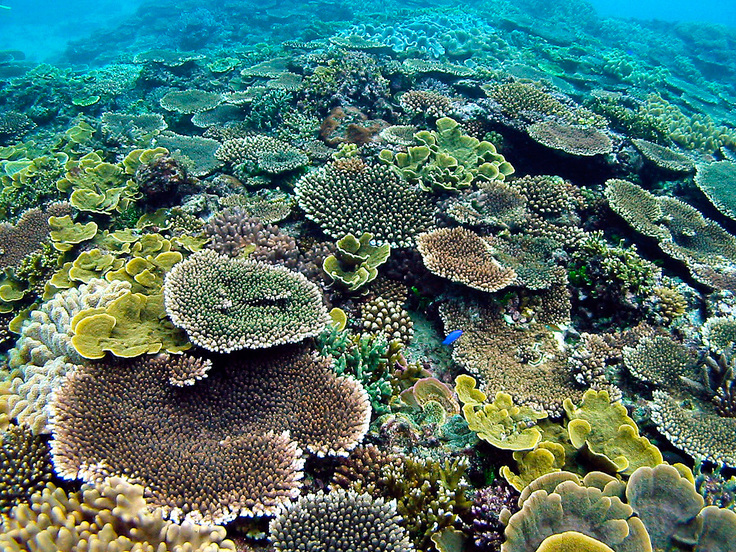 プライベートビーチの珊瑚