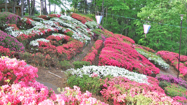 台城公園のつつじ（5月ころ）