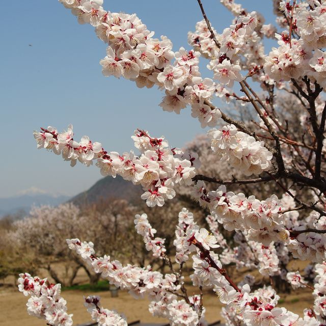 あんずの花温泉地内千曲川河川敷