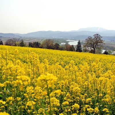 菜の花畑に入り日うすれ♪飯山菜の花公園