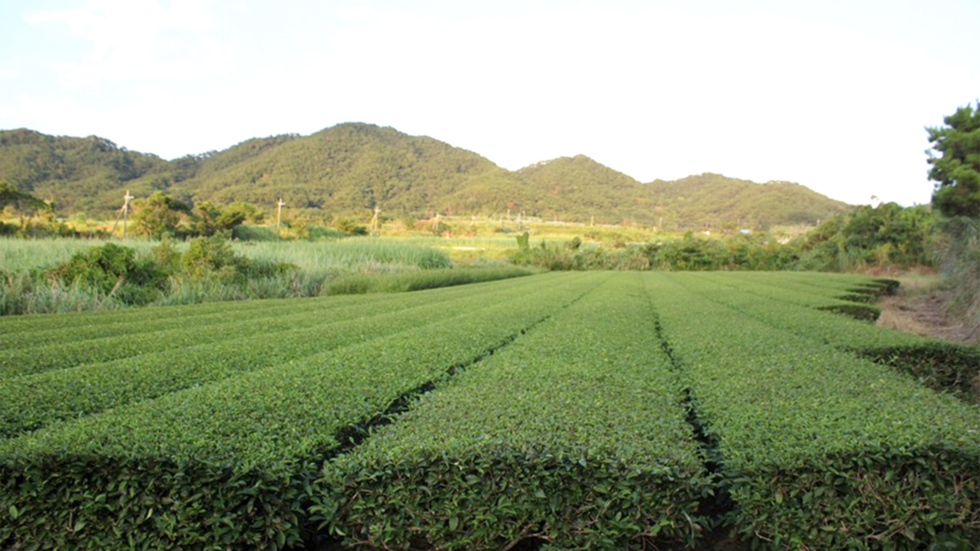 ・徳之島で栽培が盛んなべにふうき茶の茶畑