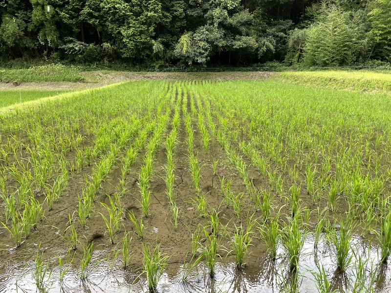 自家田園