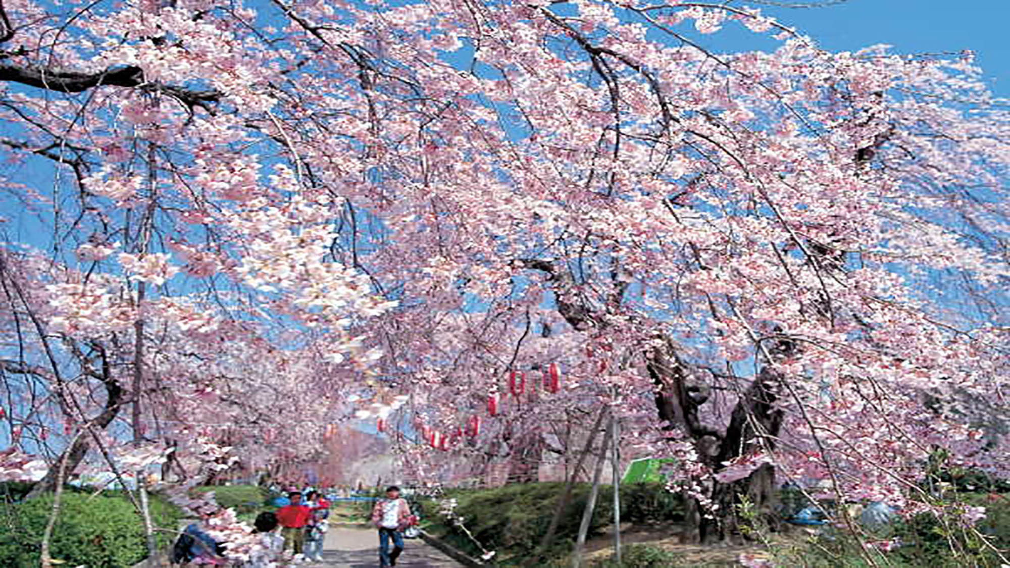 仙台の桜の名所といえばここ♪ホテルより車で約8分。【榴ヶ岡公園】写真提供：仙台市観光交流課