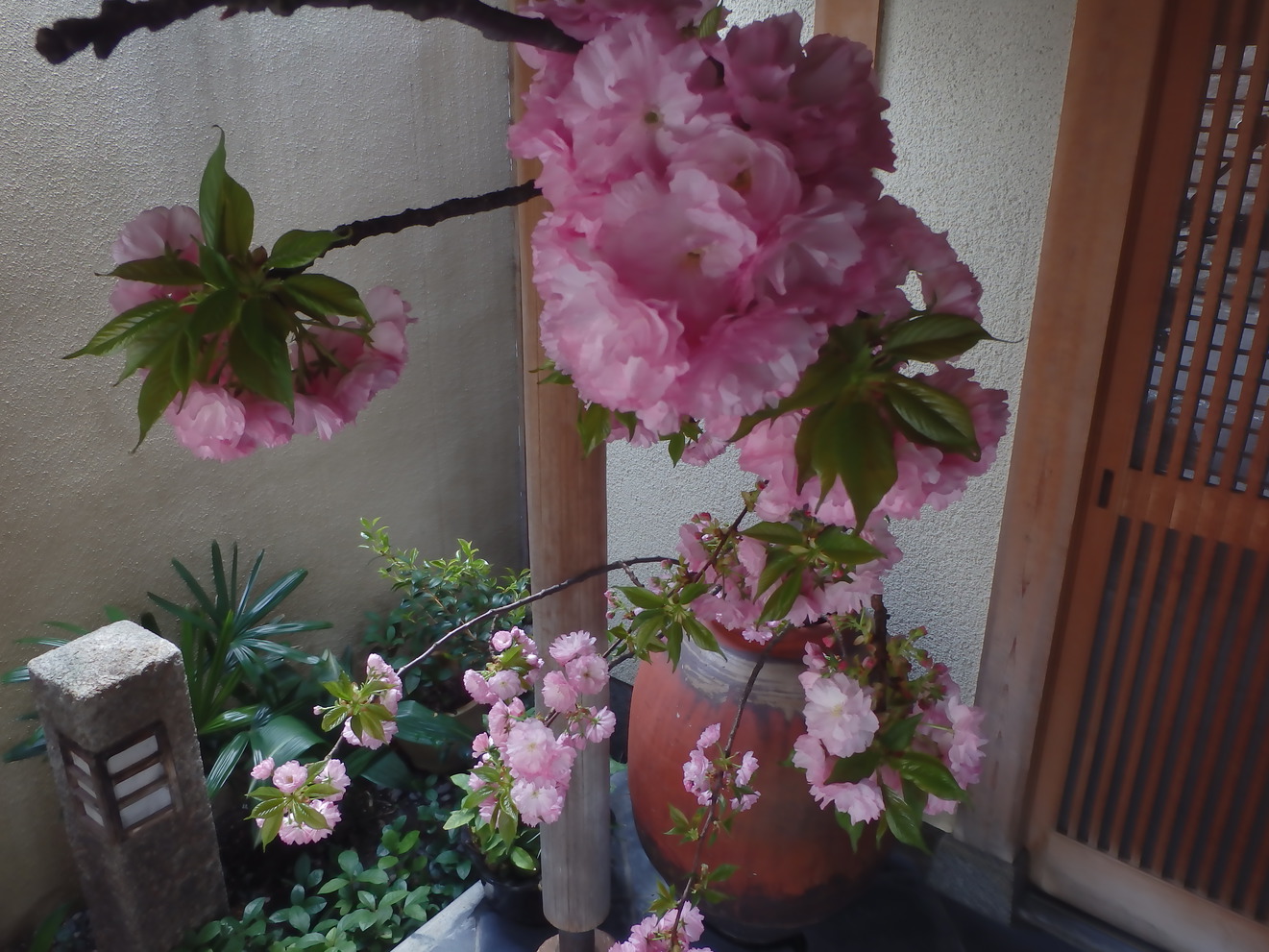 禿庵内玄関前春遅咲き八重桜４月上旬以降