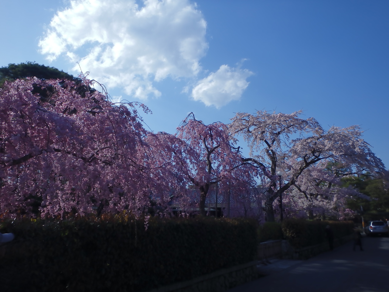 南禅寺界隈別送群春桜