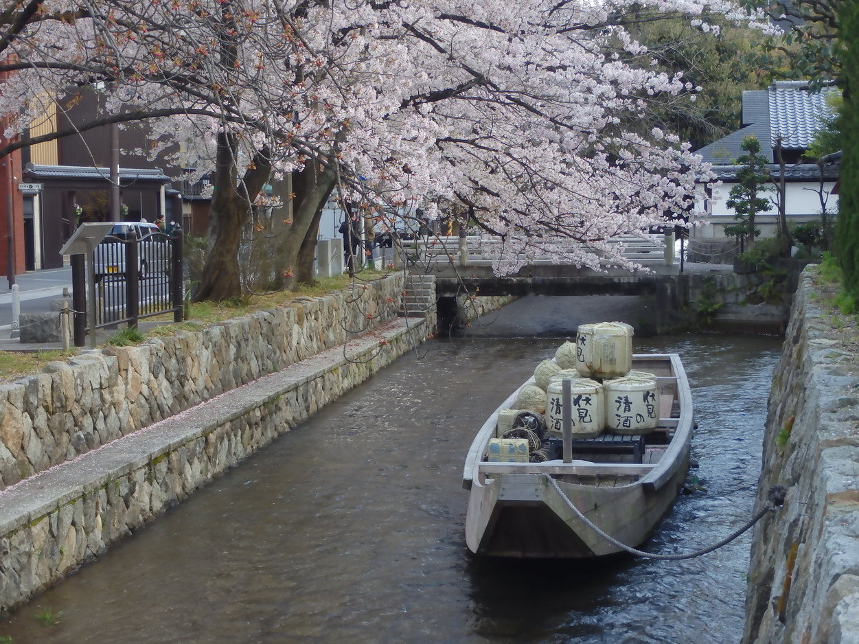 高瀬川河畔春桜