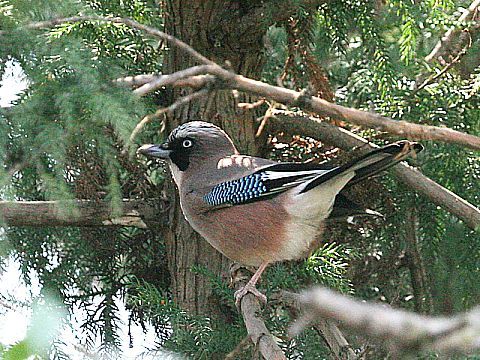 お部屋の窓から/カケス