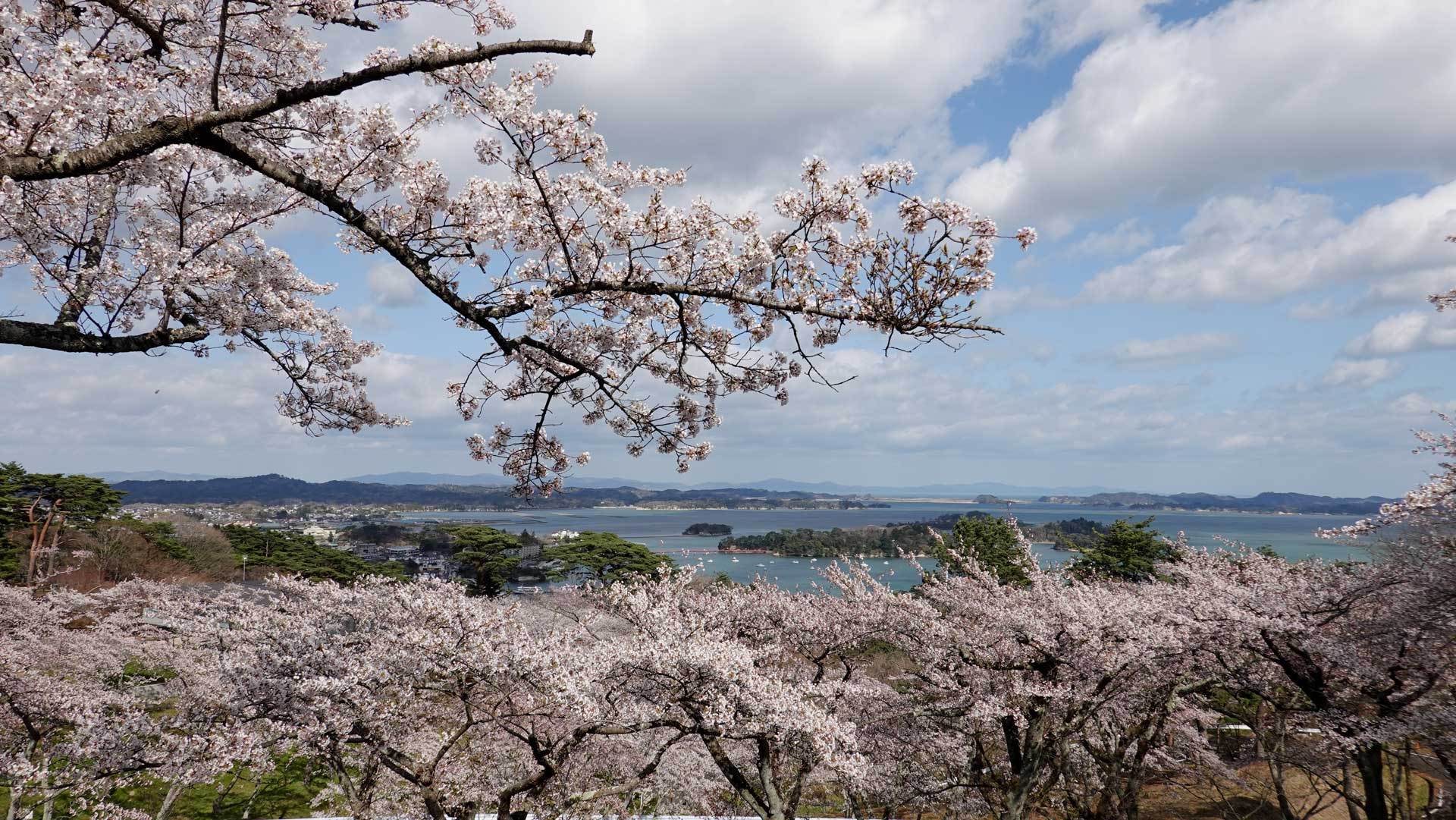 西行戻しの松公園の桜