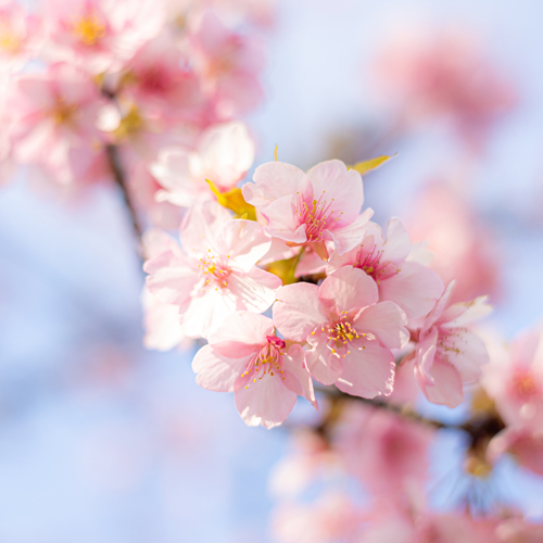 【周辺観光】春の京都は桜の名所がいっぱいです