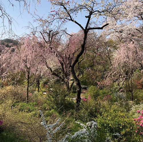 【周辺観光】京都 桜の名所「原谷苑」