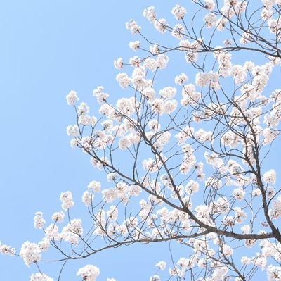 春の桜