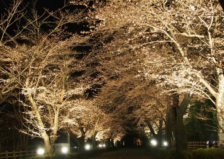 北桜通りの桜ライトアップ