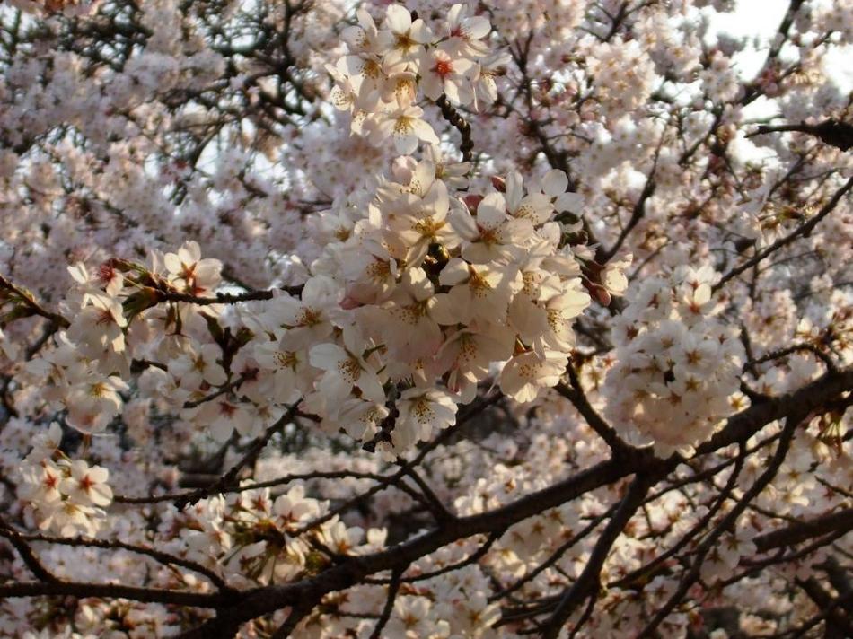 桜上長瀞
