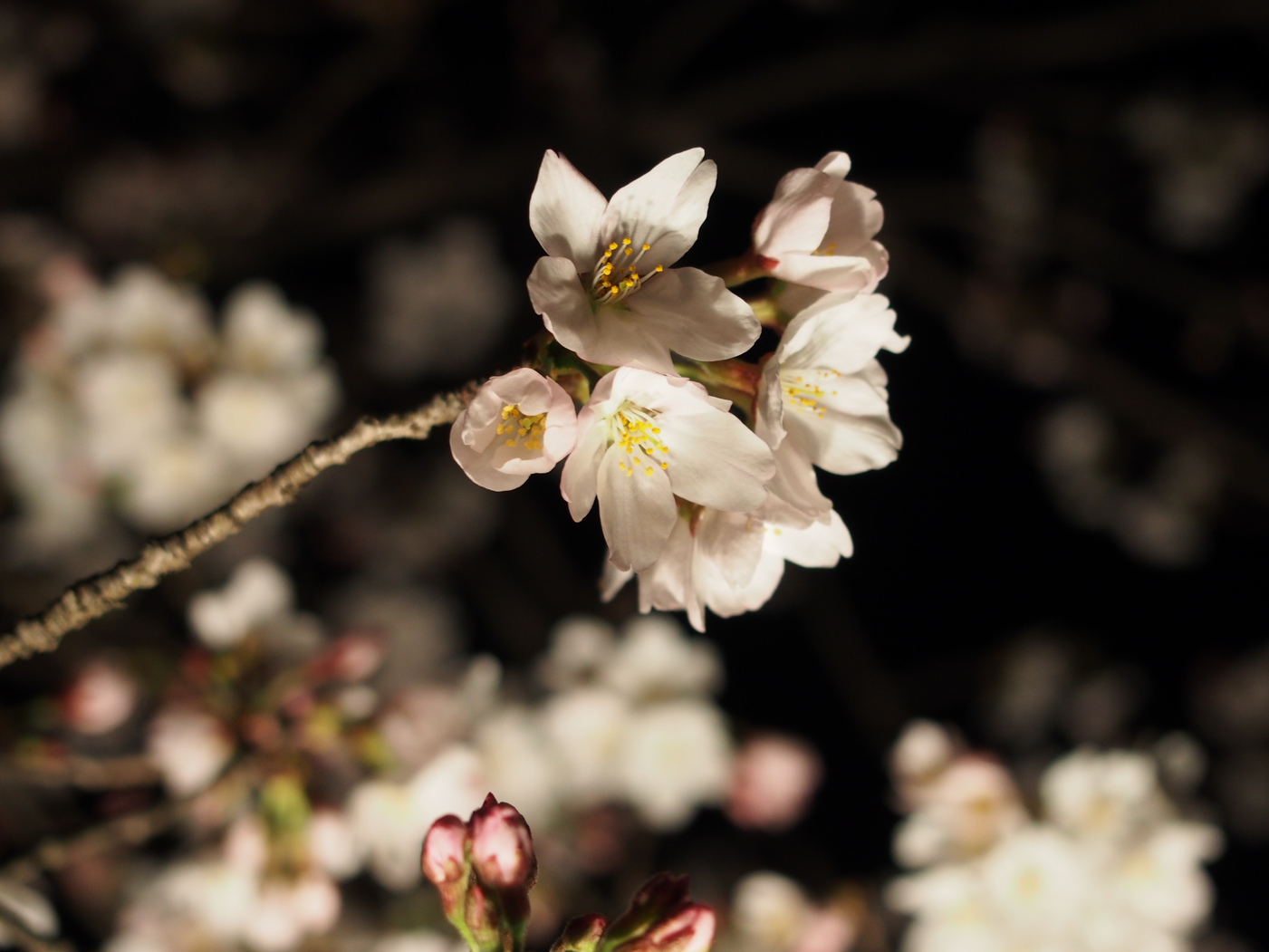 北桜通りの桜ライトアップ