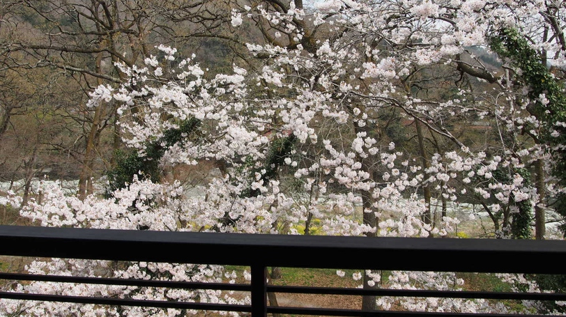 客室からの眺め〜桜〜