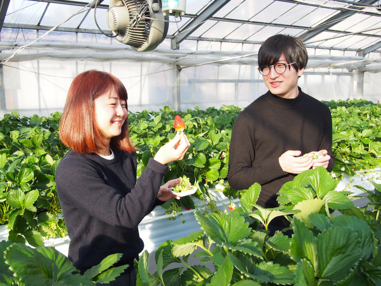 ”;和銅農園”;でいちご狩り
