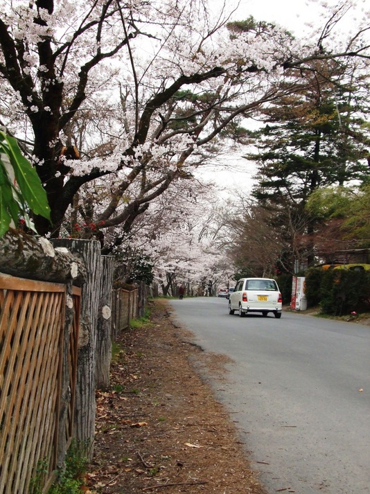 ながとろ南桜とおり