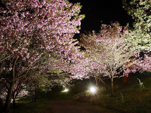 八重桜
