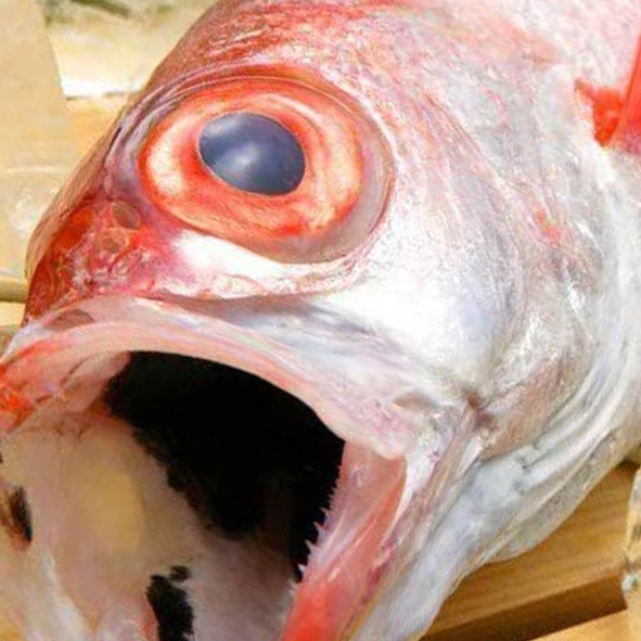 日本海の高級魚『のどぐろ』