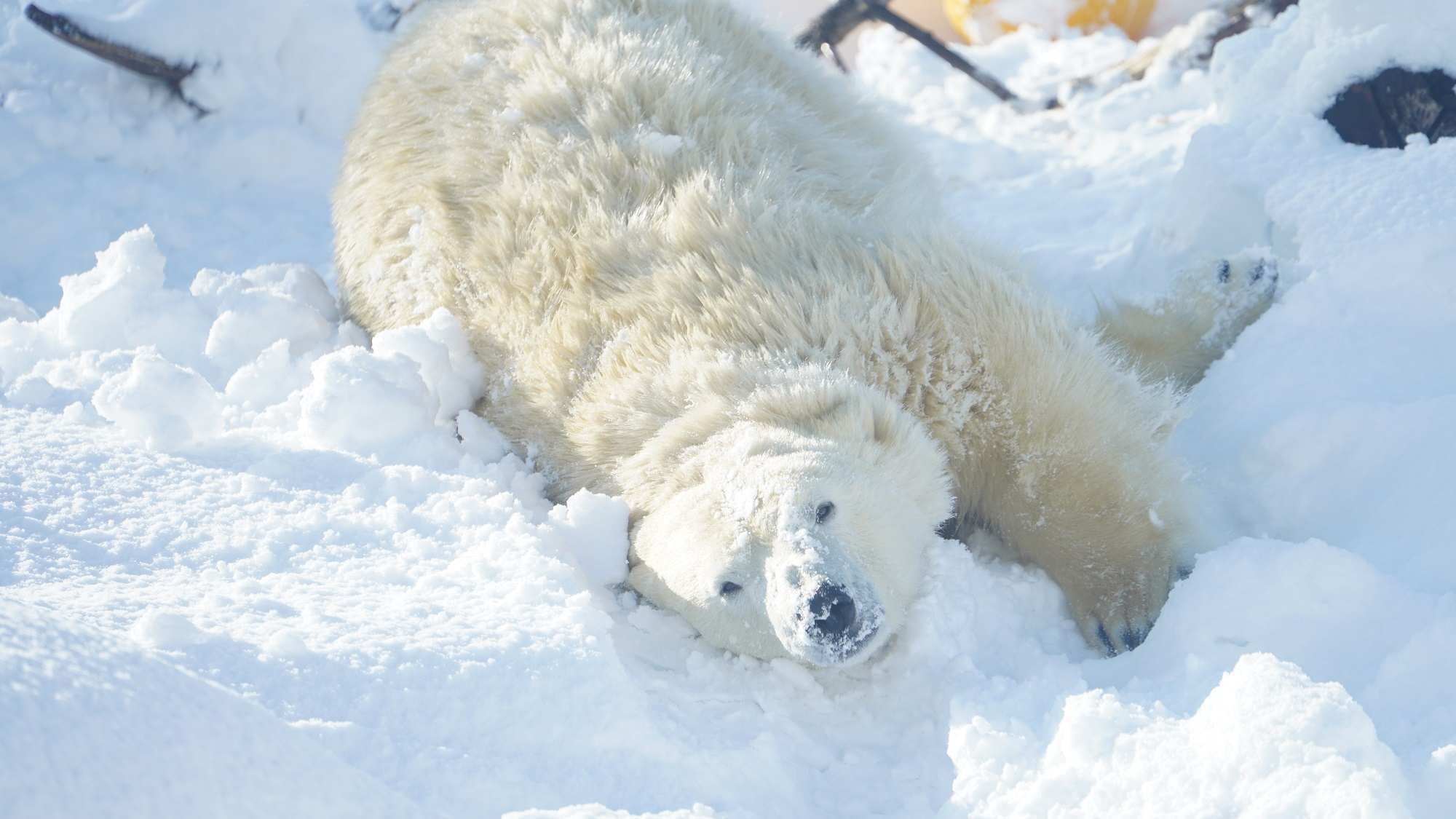 【円山動物園】北海道で初めて動物園として開園した定番観光スポット！（ホテル〜車で約15分）