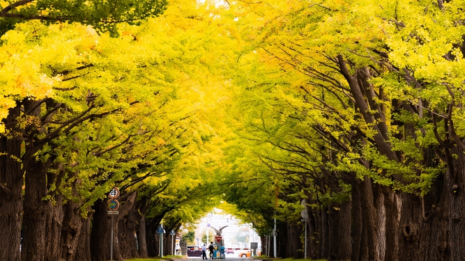 北海道大学を代表するイチョウ並木