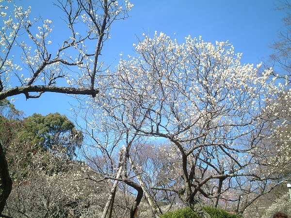 【熱海梅園(春)①】(※写真はイメージです)