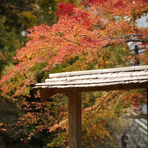 露天風呂に彩る紅葉