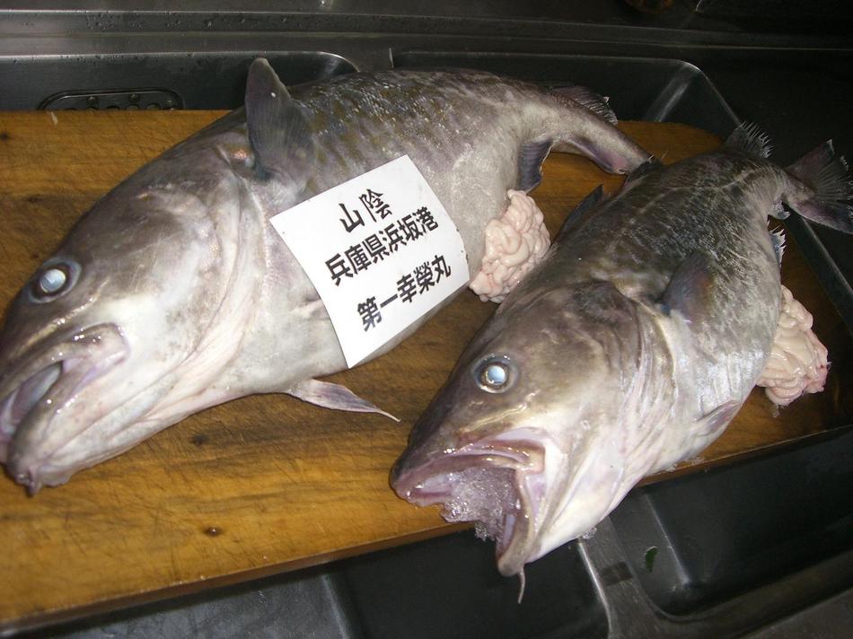 鍋用タラ白子入り