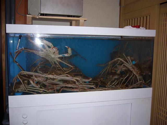 かにの水槽