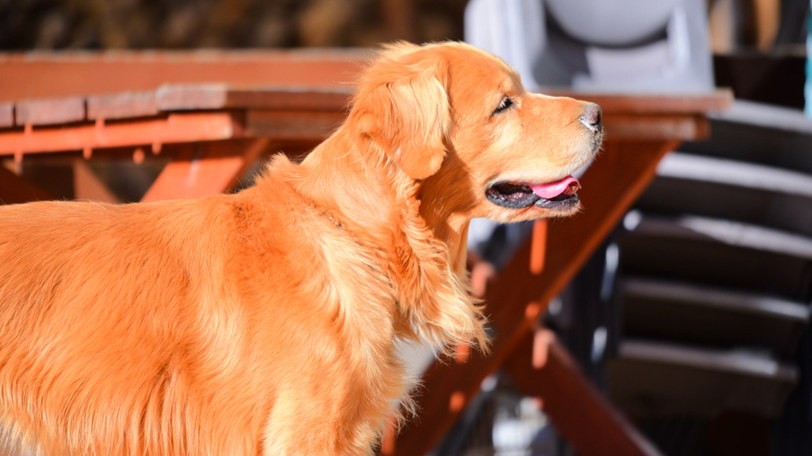 *[看板犬（先代）]ゴールデンレトリーバーのテツです！