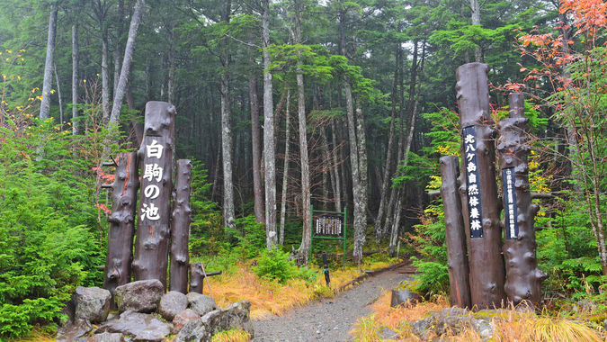 *[周辺のお勧めスポット：白駒池入り口]
