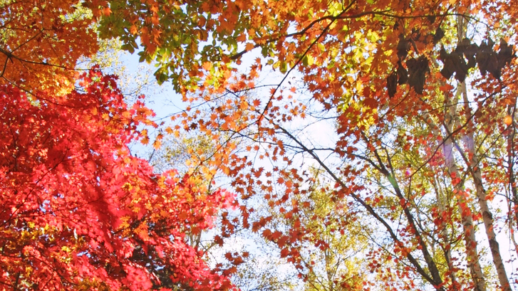 *[周辺のお勧めスポット：紅葉シーズン]