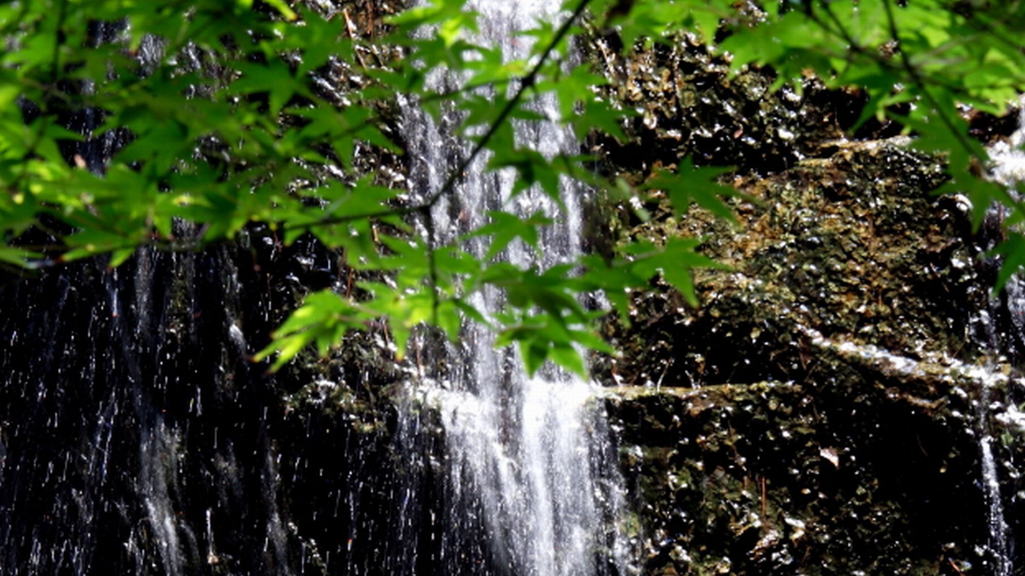 【庭園】※花鳥風月〜耳を澄ませば鳥の声、水のせせらぎに心和む。