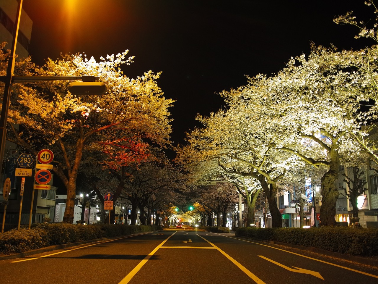 日立市・夜桜イルミネーション