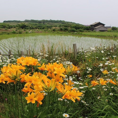 【カンゾウの花】大野亀カンゾウの見頃は6月中旬です。
