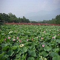 蓮群生高田公園