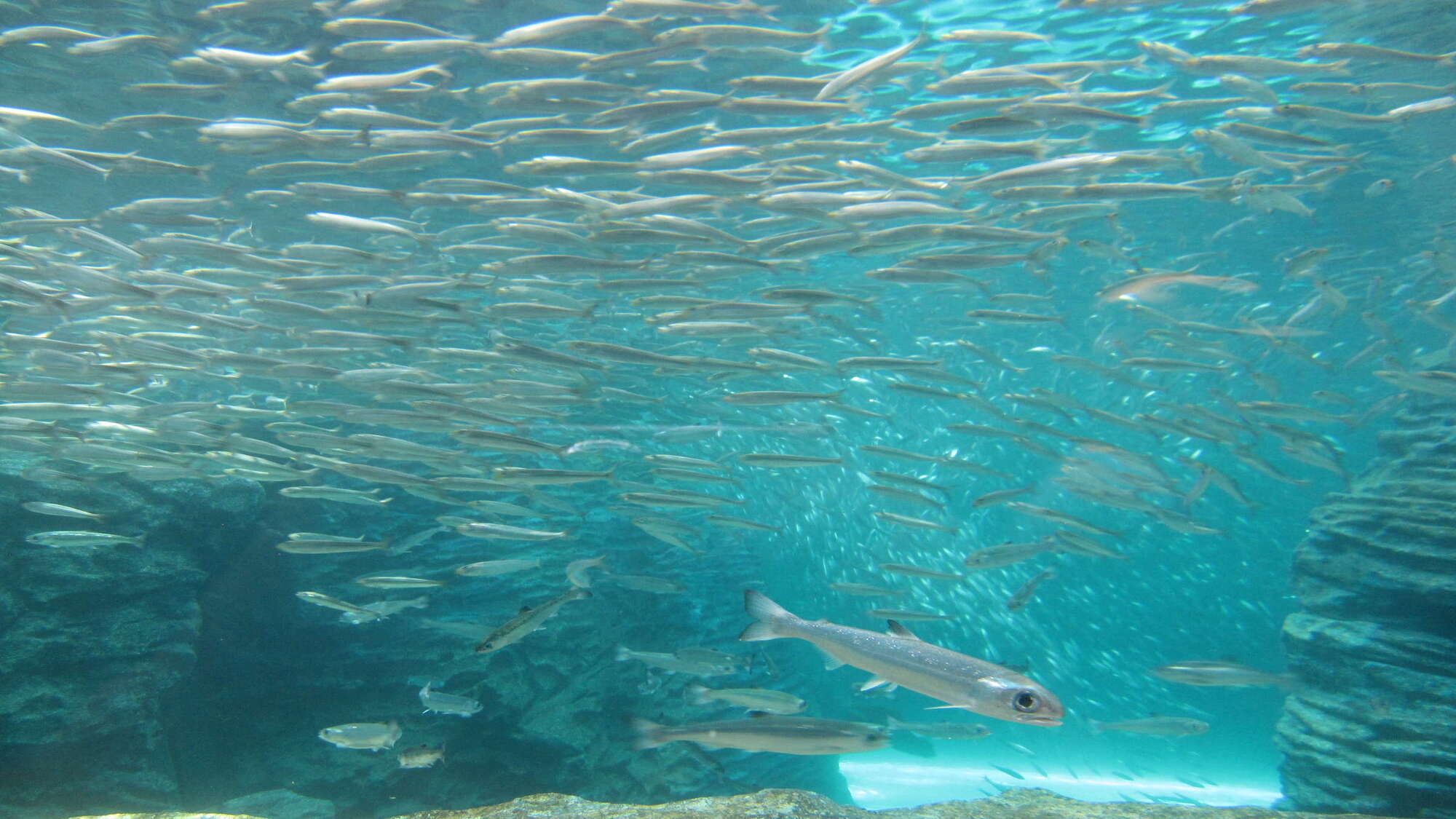 【上越市立水族博物館 うみがたり】チケット付きプラン！当館より車で約40分-2食付プラン-