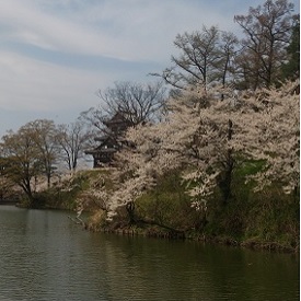 高田公園桜