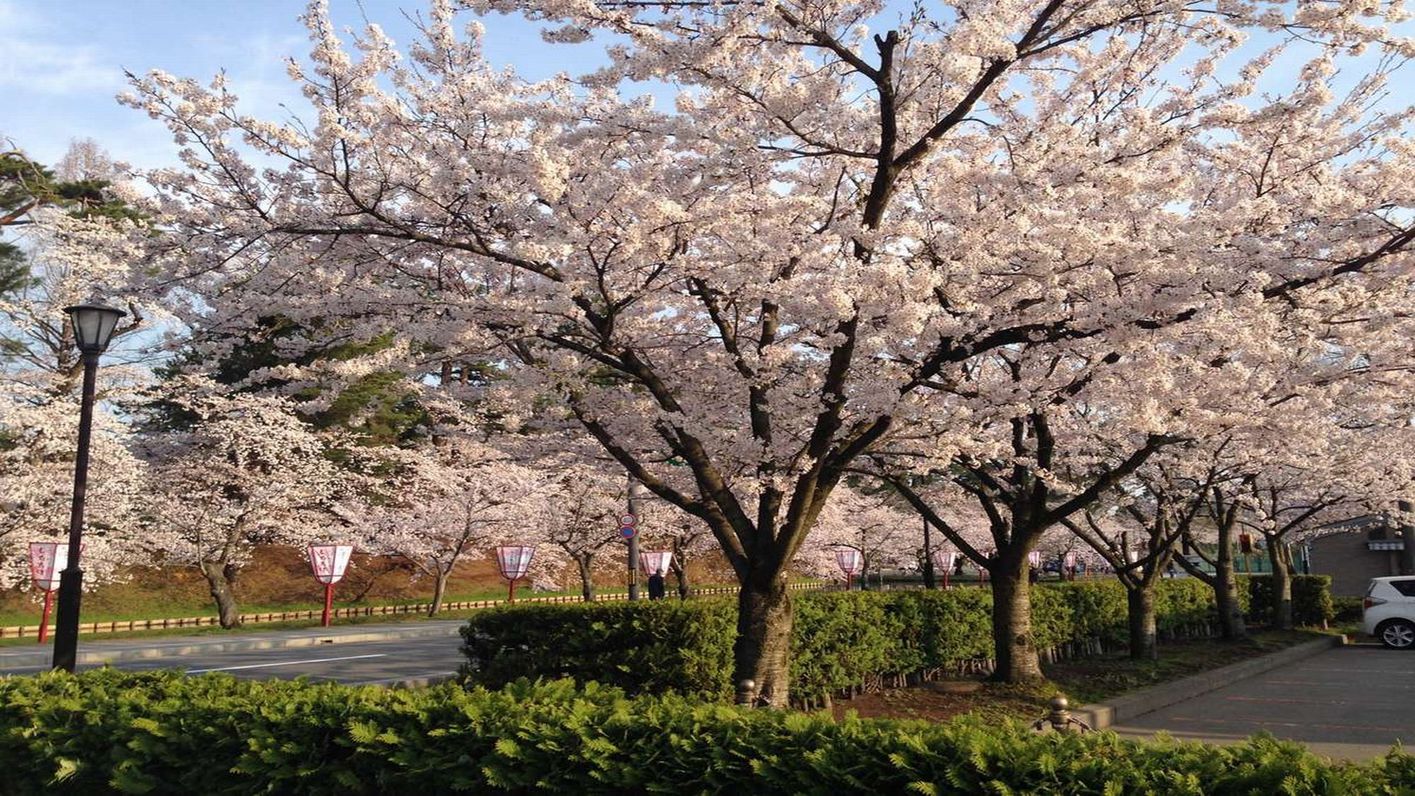 【事前決済限定】弘前公園の桜を見に行こう♪弘前さくらまつりプラン／朝食付【45日前から返金不可】